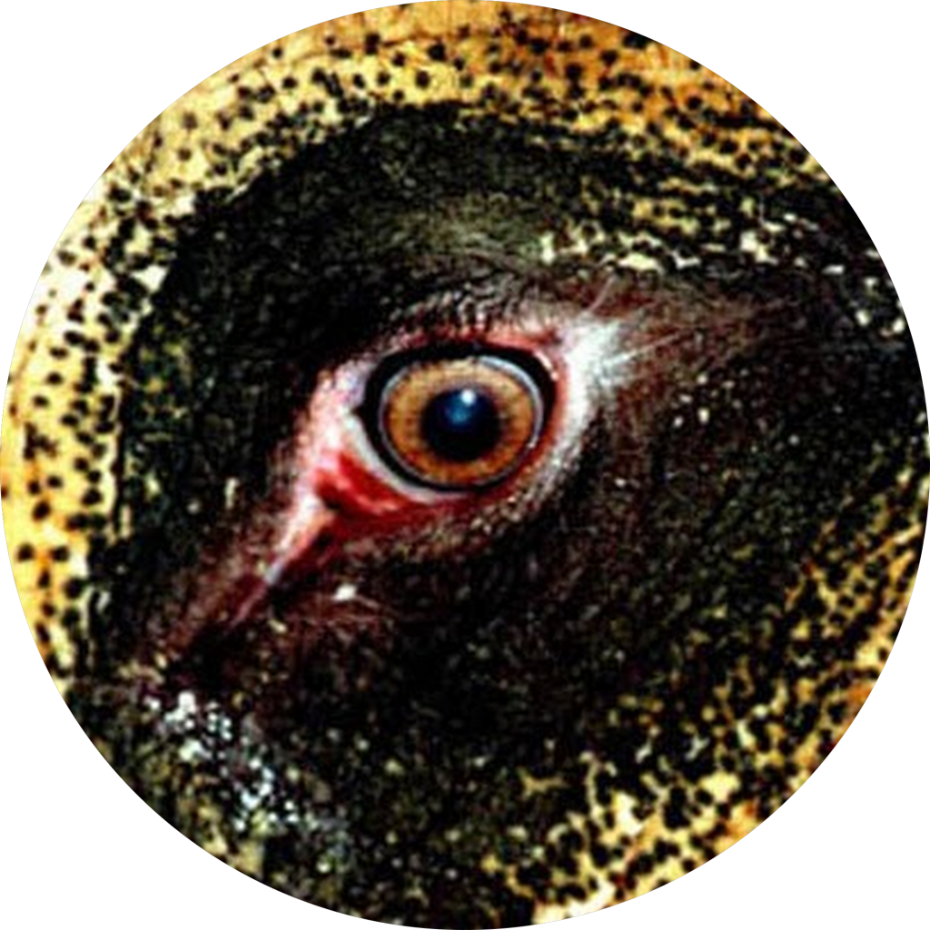 Jirka Jansch recenze zubní implantáty Slaný